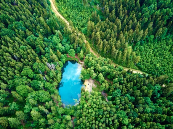 Villa In The Forest