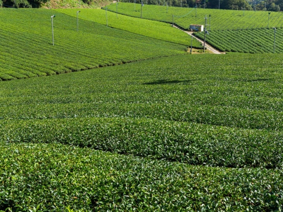 Farm for Sale