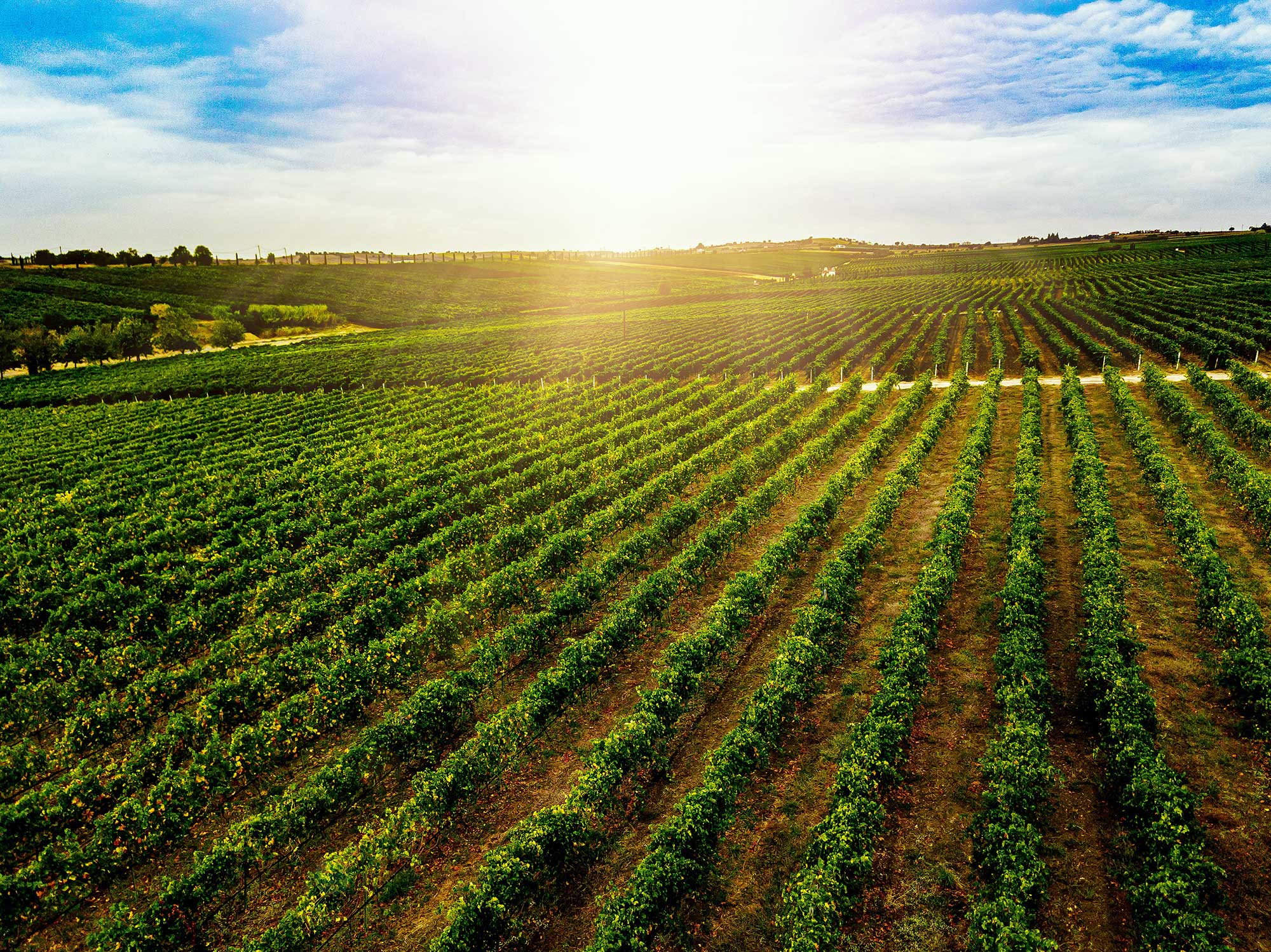 Land of Plenty