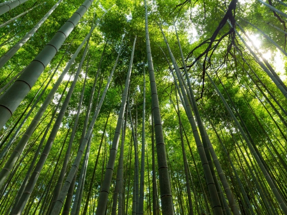 Wild Woods