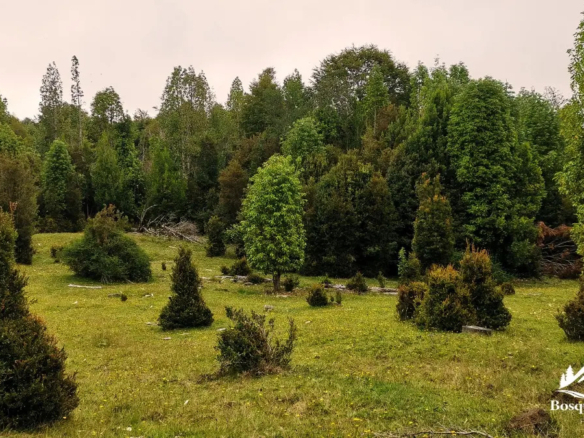 Parcela Bosque Nativo y Río con Rol propio 5000m – Puerto Varas