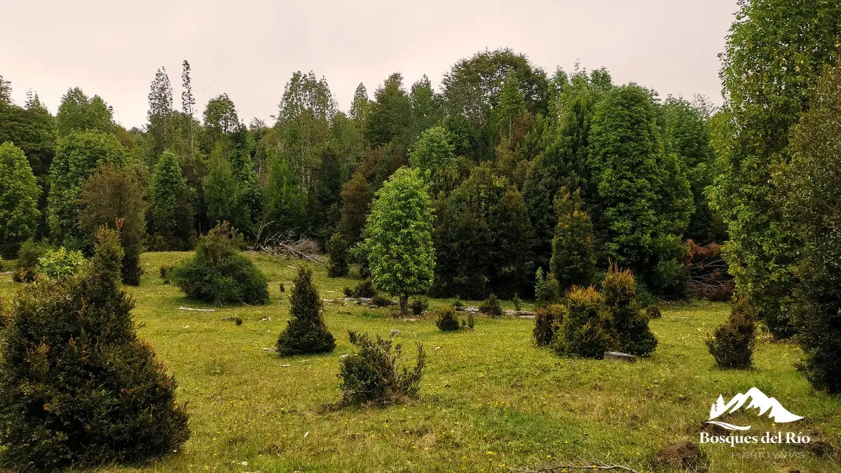 Parcela Bosque Nativo y Río con Rol propio 5000m – Puerto Varas