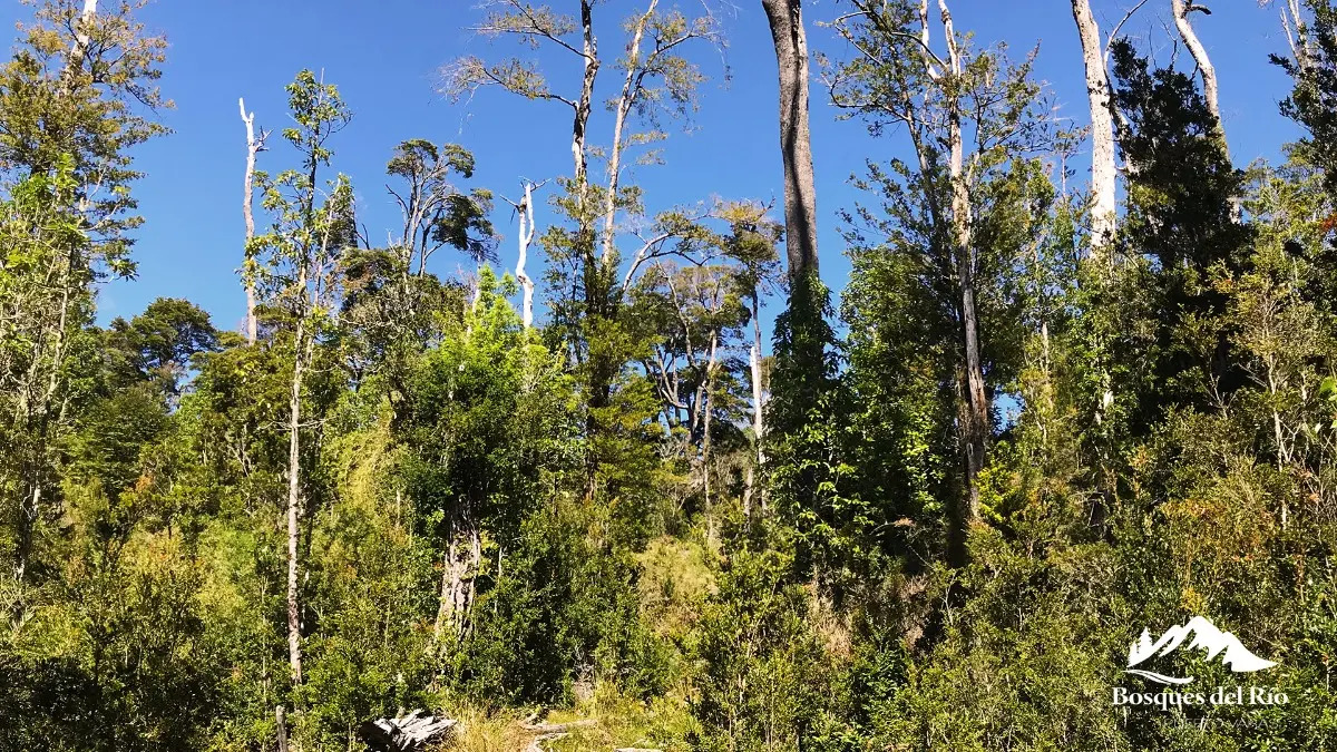 Parcela Bosque Nativo y Río con Rol propio 5000m – Puerto Varas