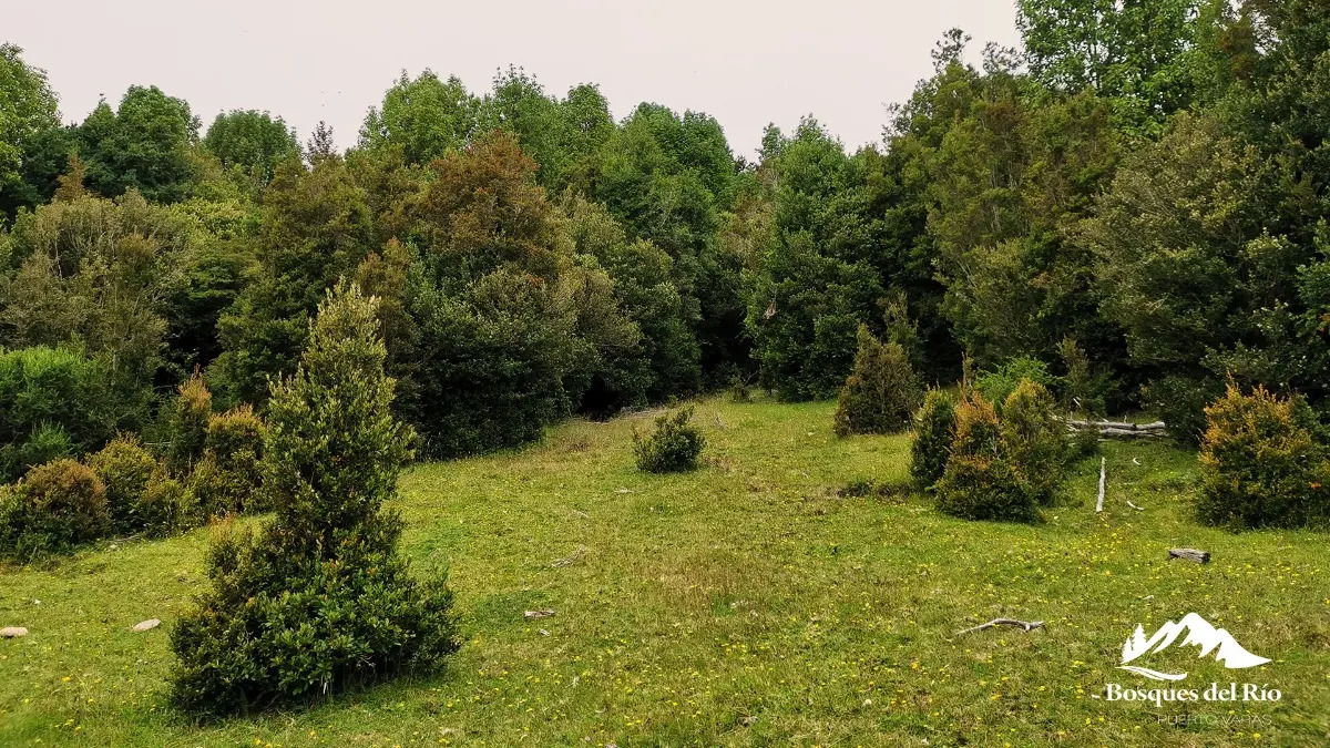Parcela Bosque Nativo y Río con Rol propio 5000m – Puerto Varas