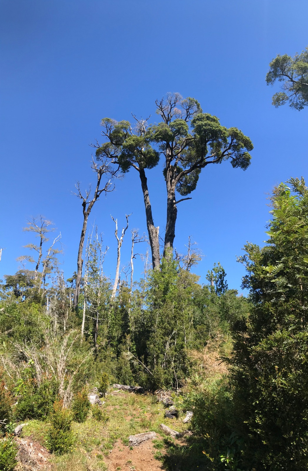 Parcela Bosque Nativo y Río con Rol propio 5000m – Puerto Varas
