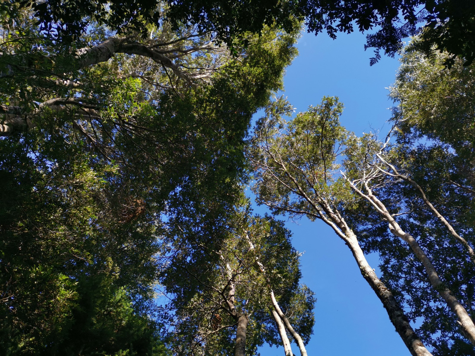 Parcela Bosque Nativo y Río con Rol propio 5000m – Puerto Varas