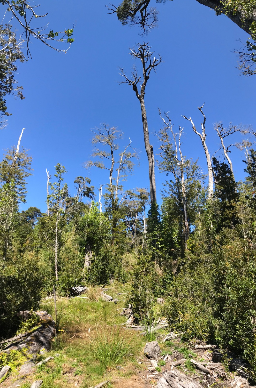 Parcela Bosque Nativo y Río con Rol propio 5000m – Puerto Varas