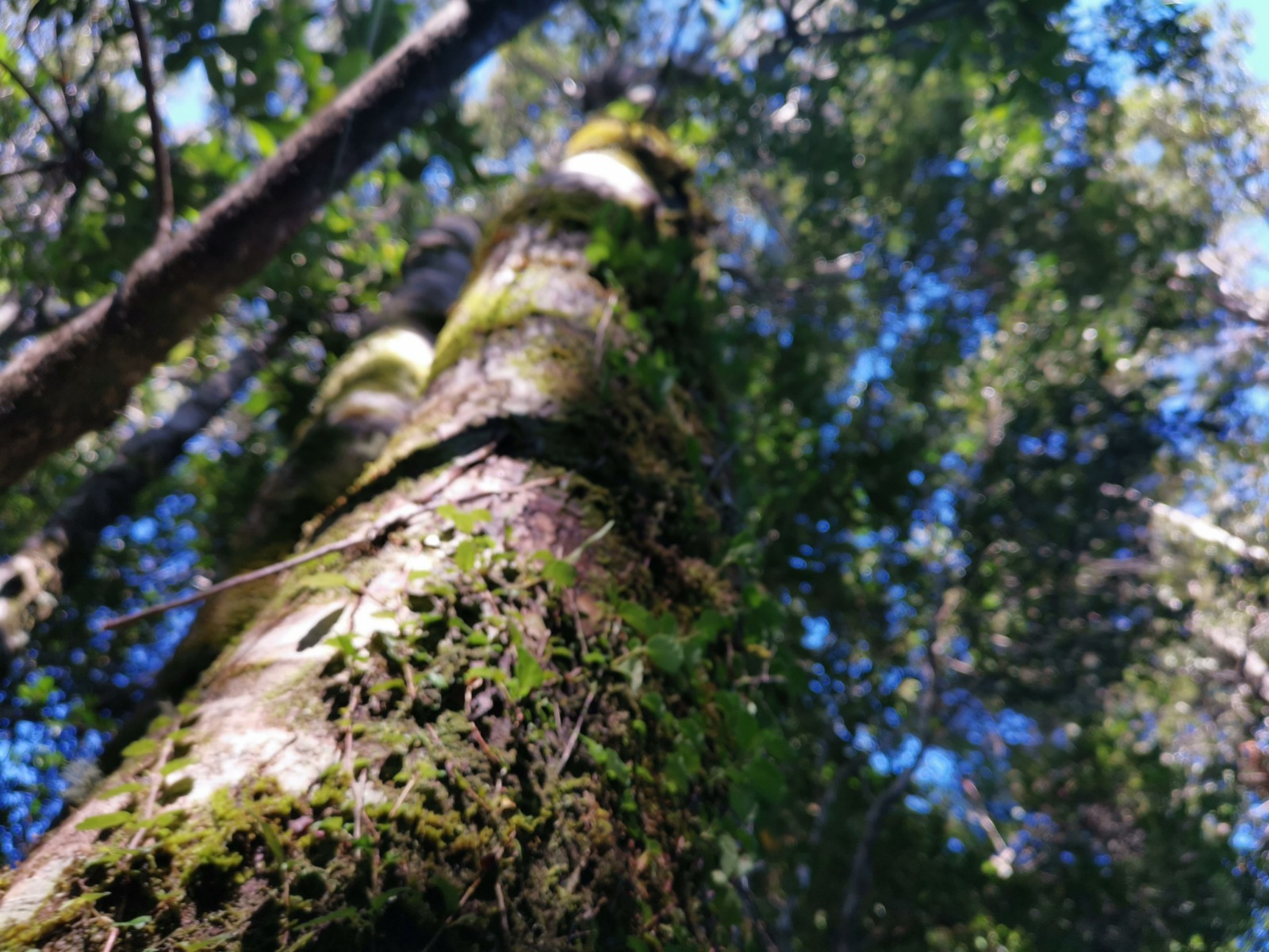 Parcela Bosque Nativo y Río con Rol propio 5000m – Puerto Varas