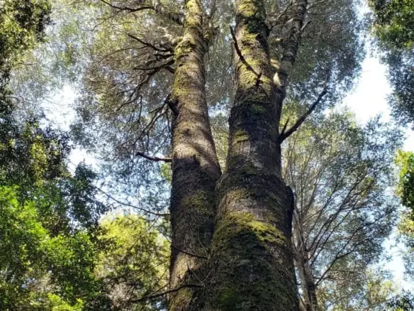 Parcela de 5.171 metros, en Colonia Tres Puentes, Puerto Varas