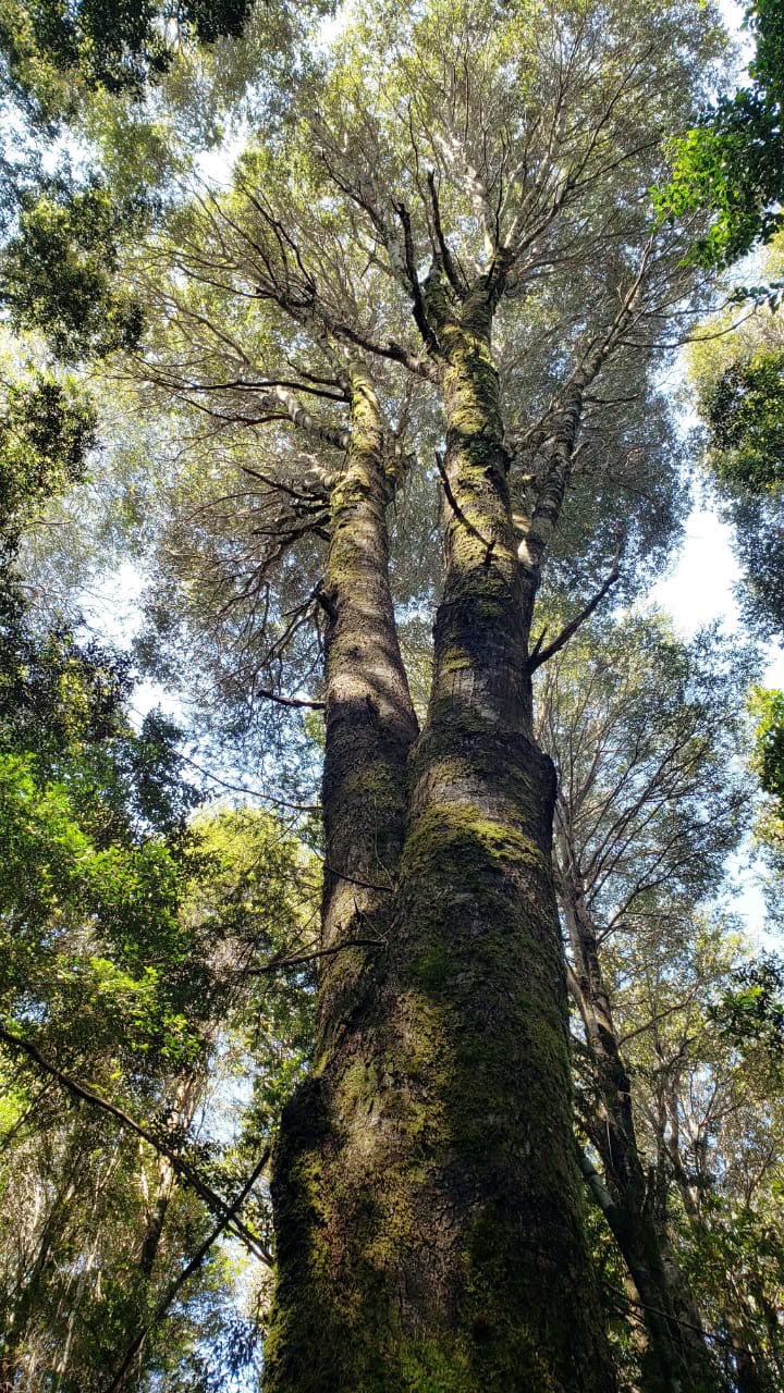Parcela de 5.171 metros, en Colonia Tres Puentes, Puerto Varas