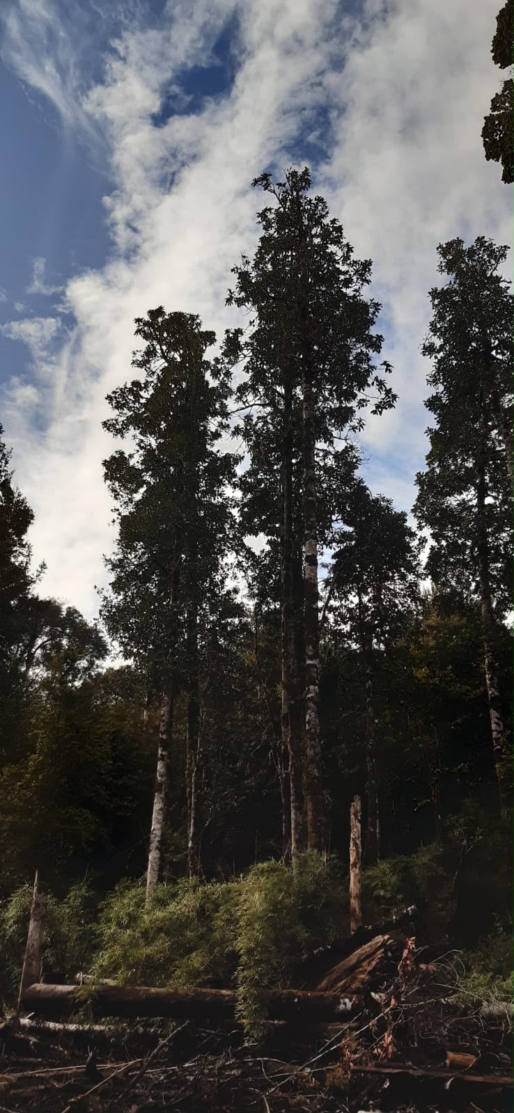 Parcela de 5.171 metros, en Colonia Tres Puentes, Puerto Varas