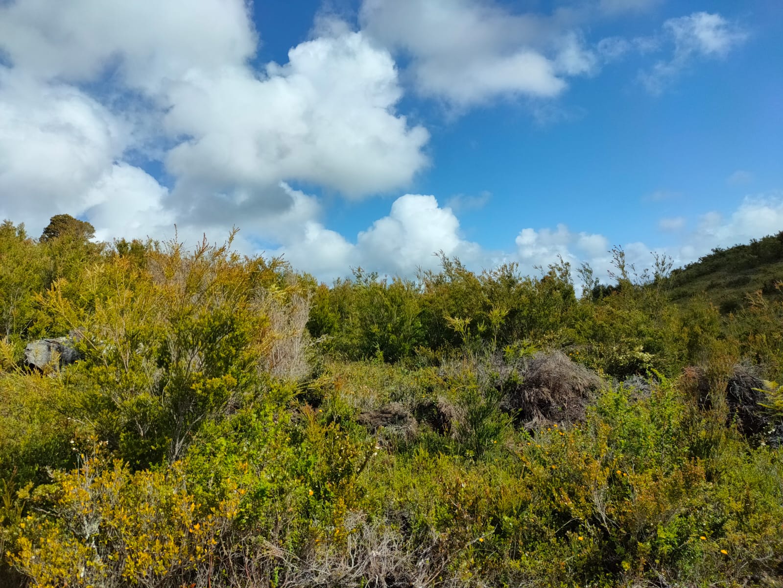 7600 mts en Los Muermos