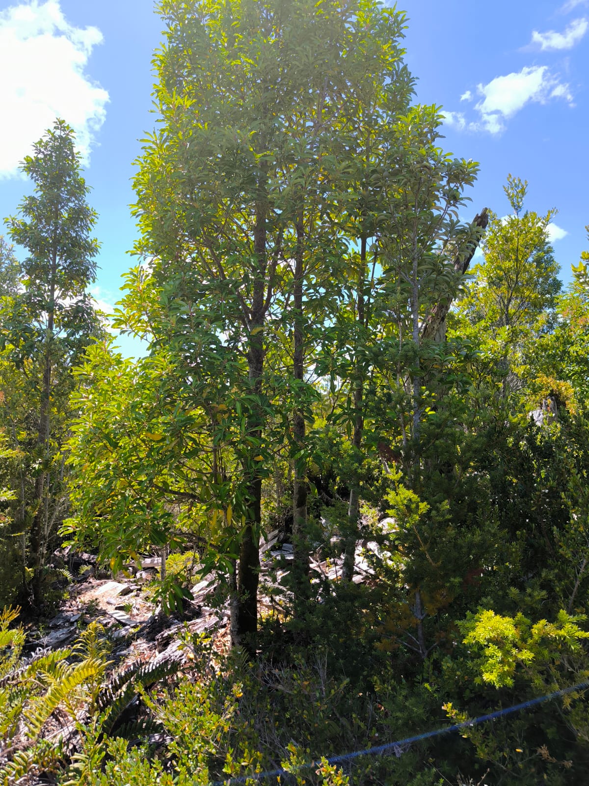 7600 mts en Los Muermos